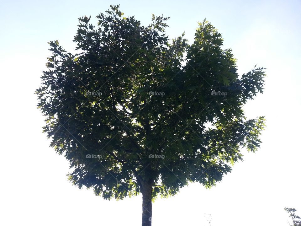 Seeing the beauty in something as simple as a tree can change your life.