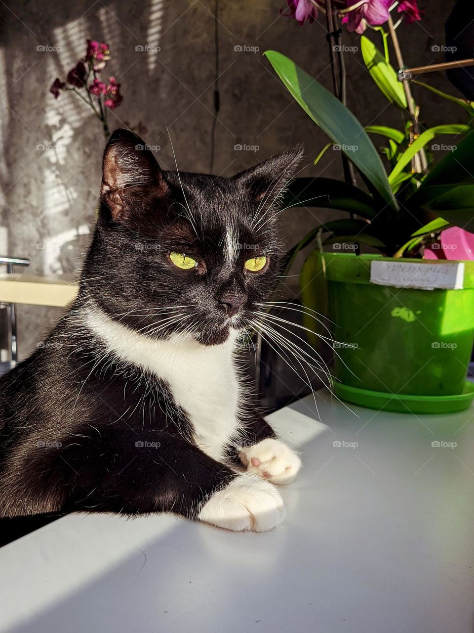 Portrait of cute black and white cat, kitty sitting in the kitchen and looking through the window