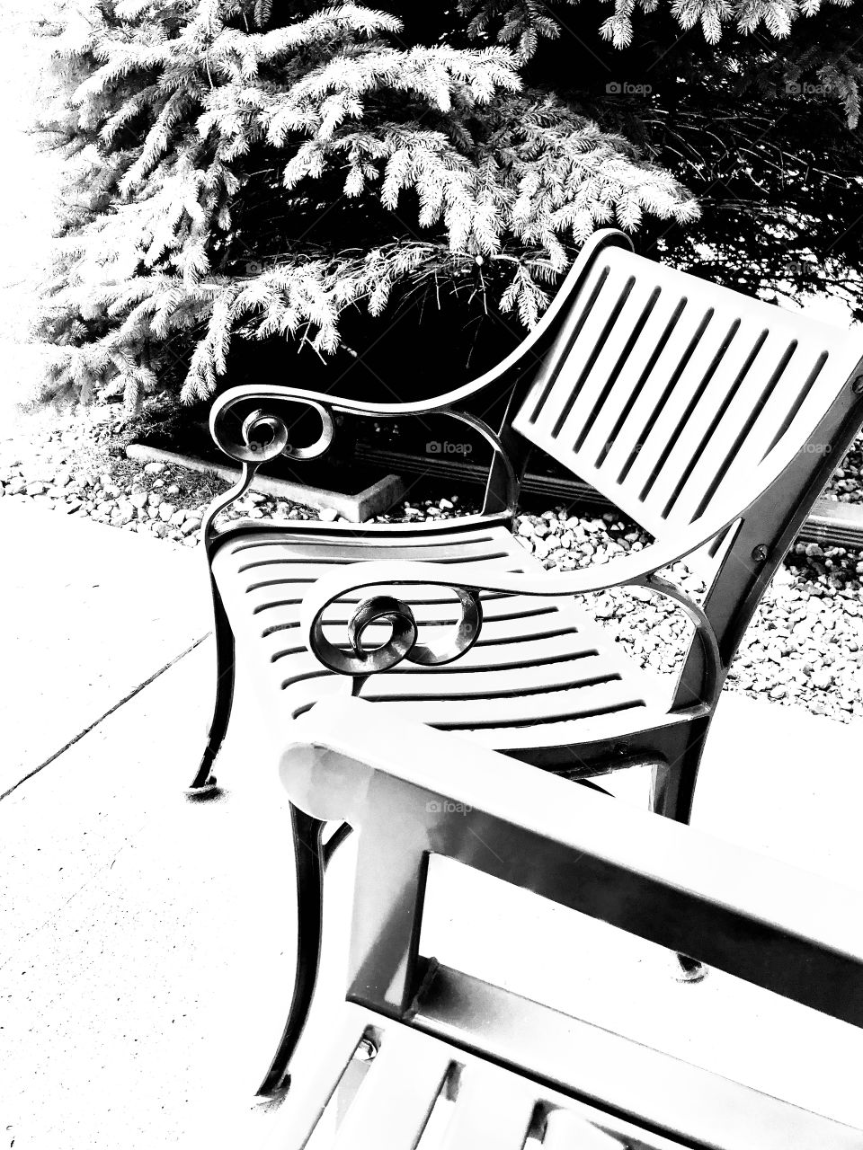 Black and white photo of outdoor furniture sitting next to large pine tree on front patio. 