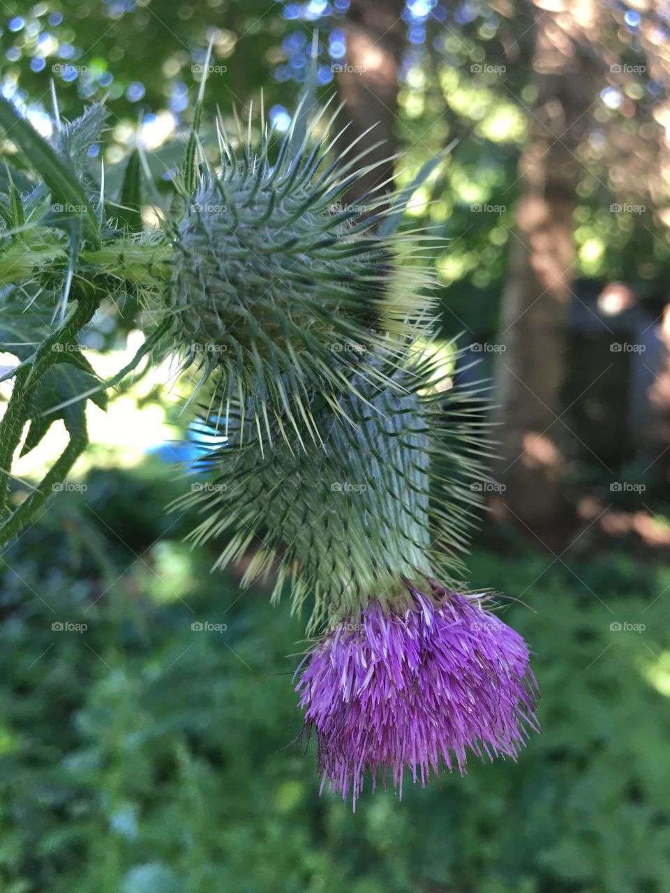 Thistle