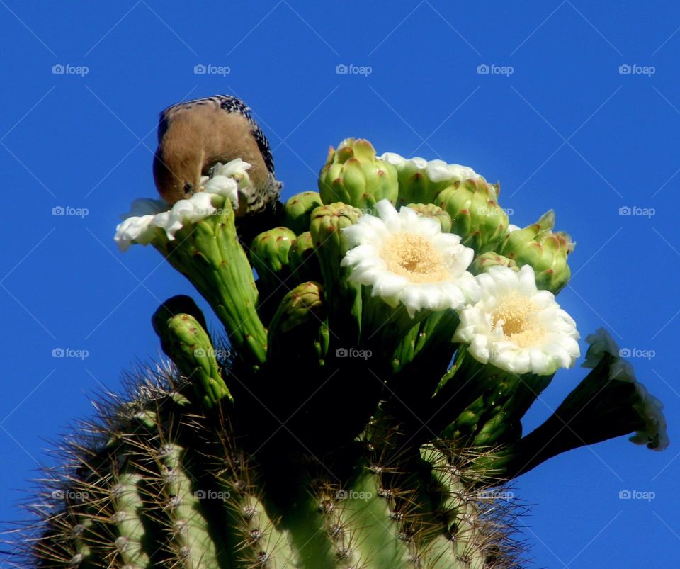 Woodpecker Taking Nectar from Cactus Flower