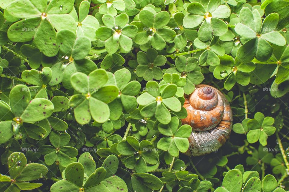 A sleeping snail. Found this little guy in my backyard. 