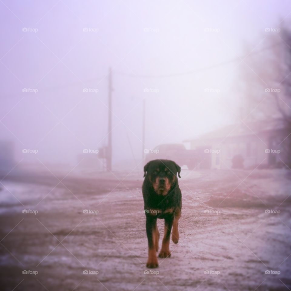 Fog. dog walking through the fog 