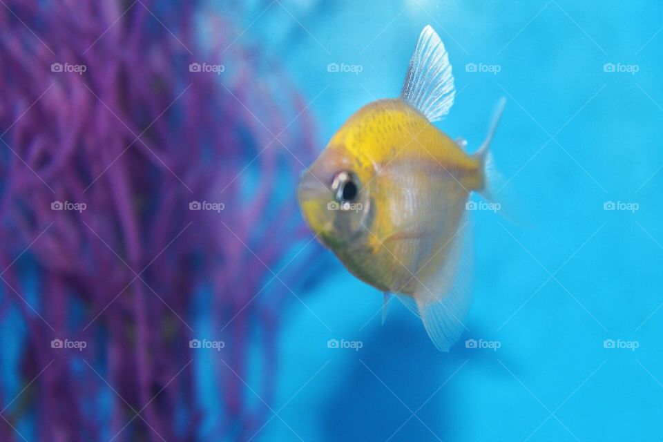 Ocean fish and coral