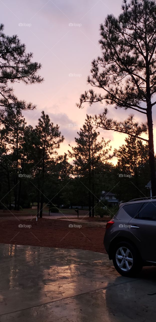 Sunset in the Pines