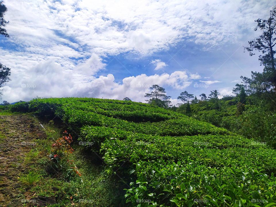 Amazing view of clouds and sky over the tea plantations