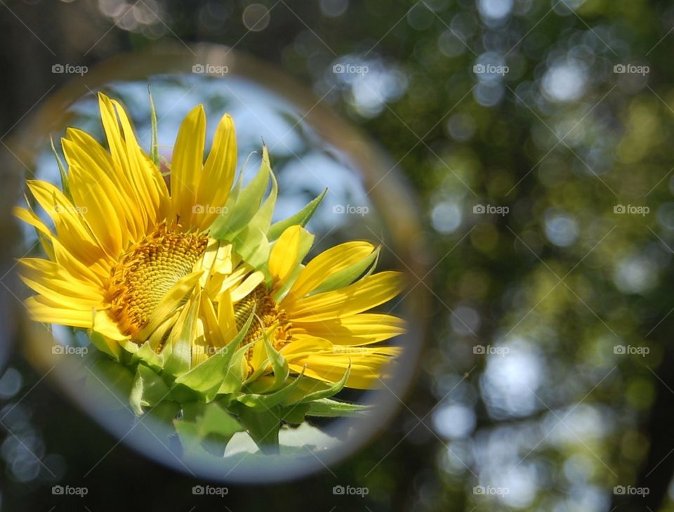 Sunflower in lens 