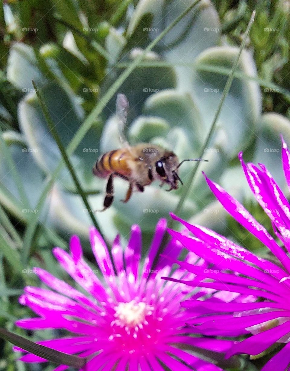 Bee in flight