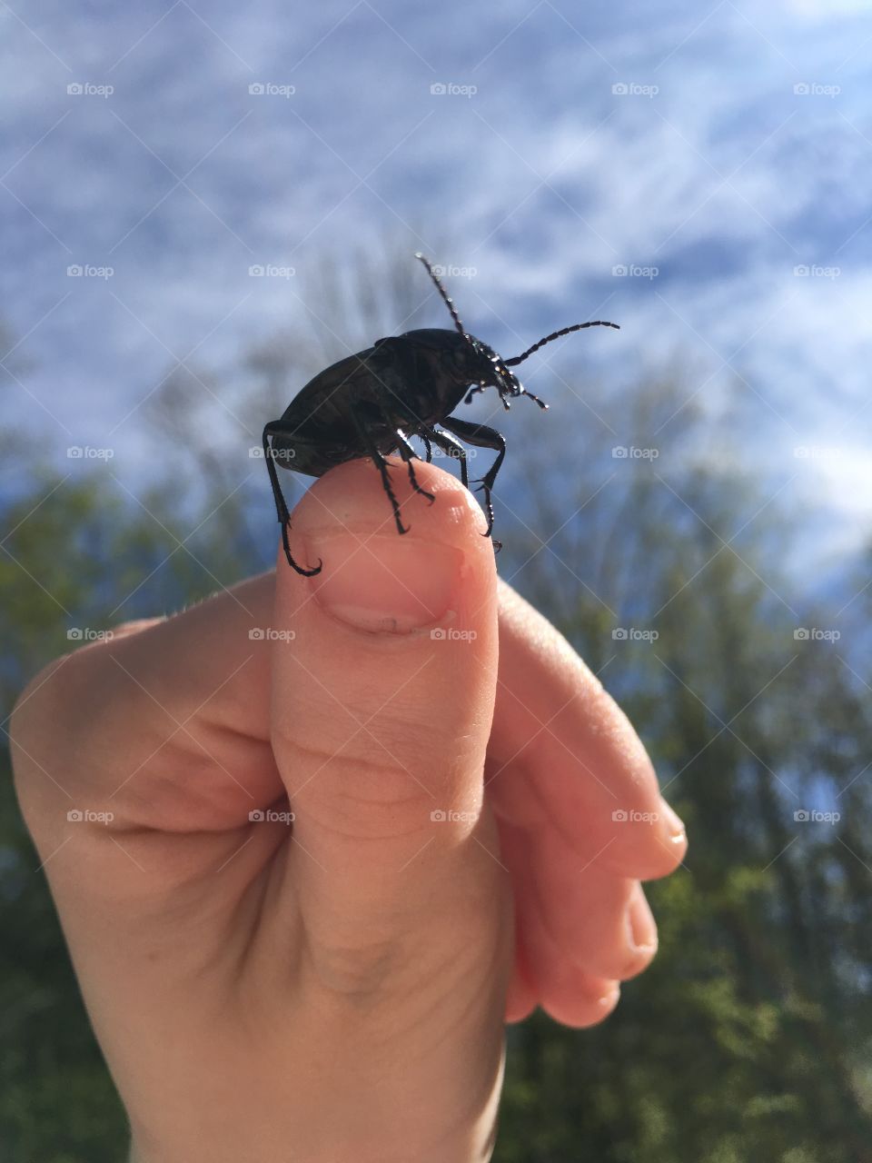 A beetle 