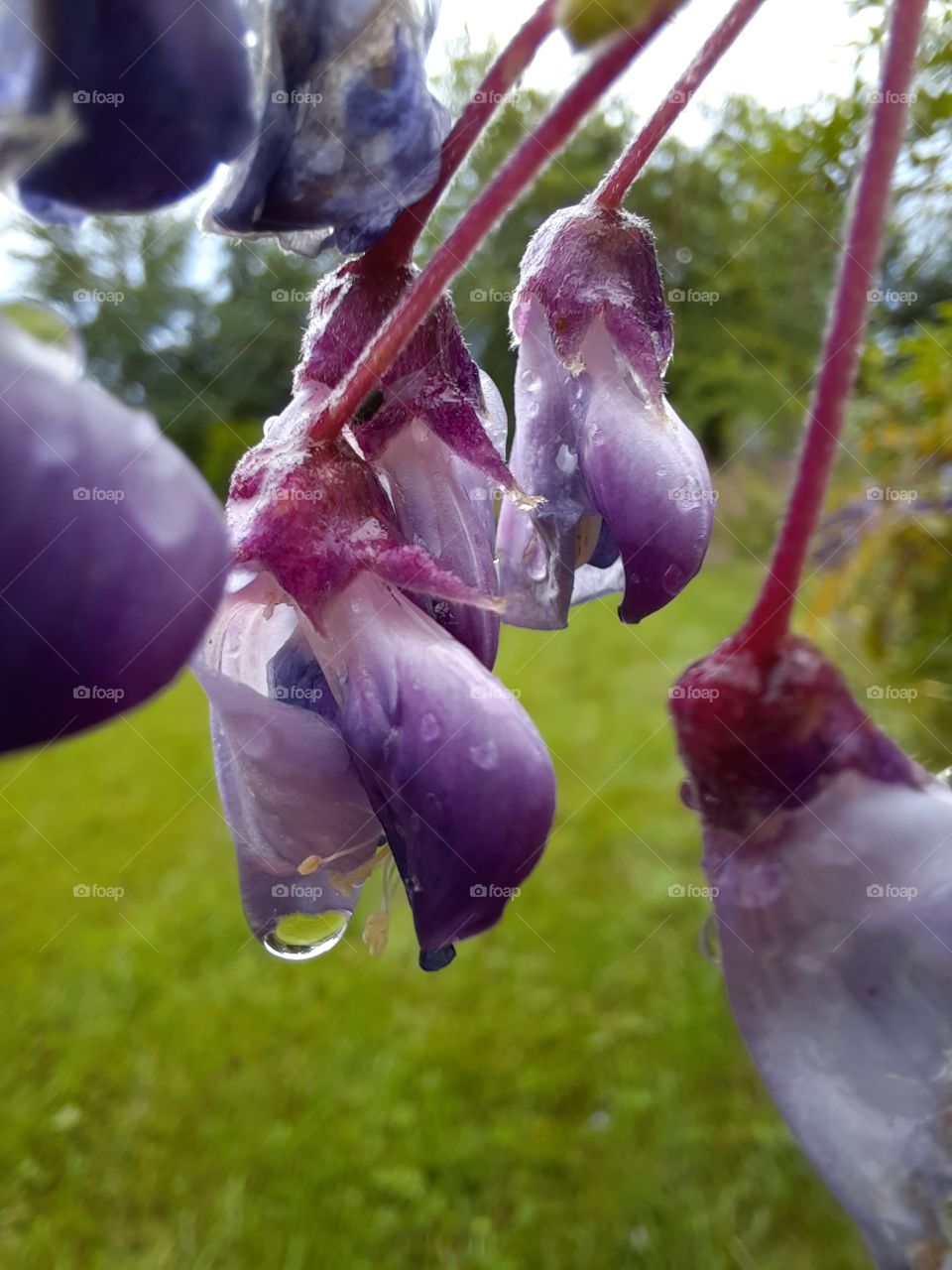 close-up of wisteria flowers with raindrops