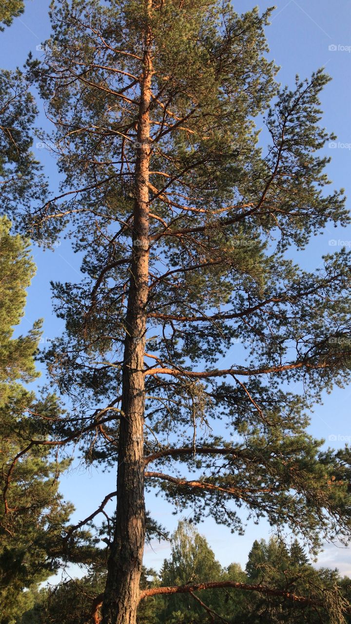 Tall pine tree