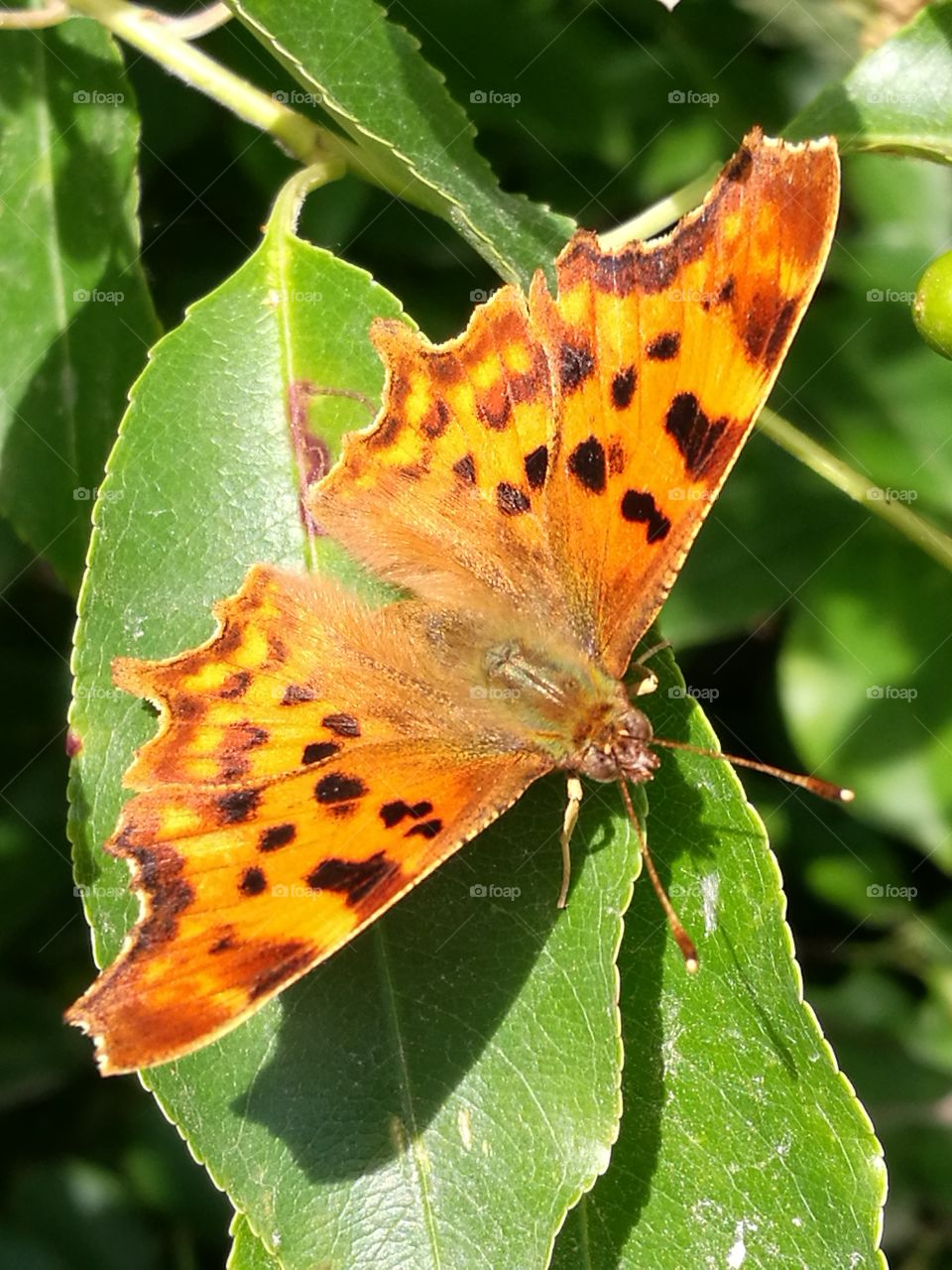 High angle view of butterfly on leaf