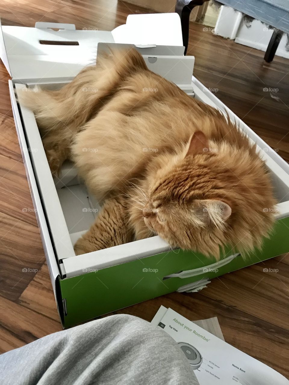 Baby Leo sleeping in the roomba box. Lazy cat.