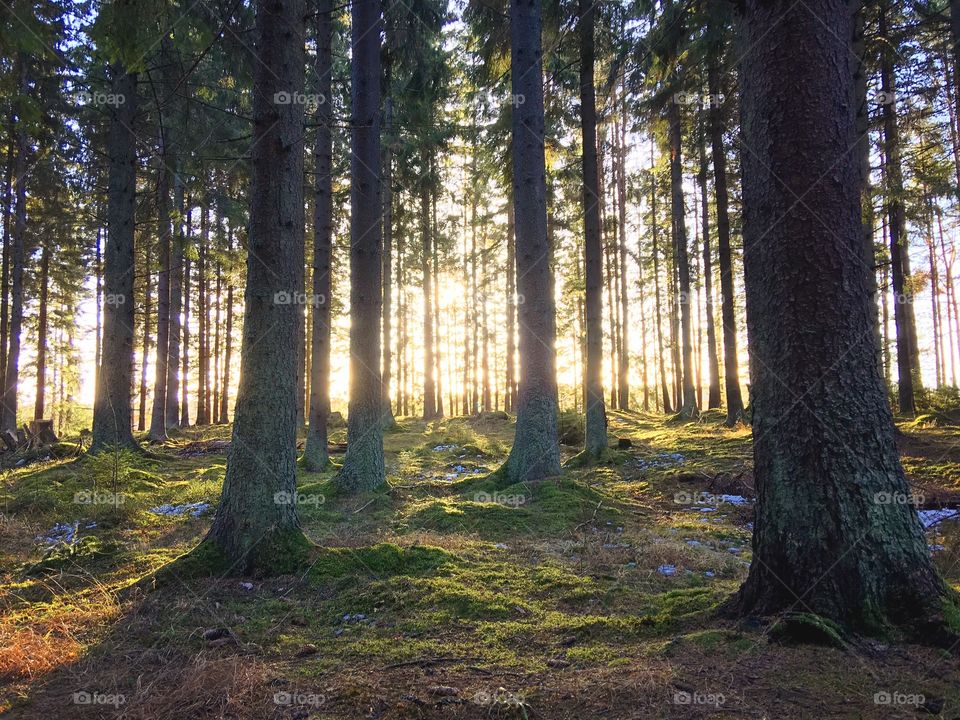 Sunlight in the forest