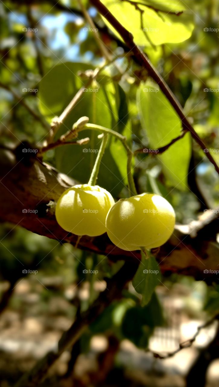 Yellow fruits