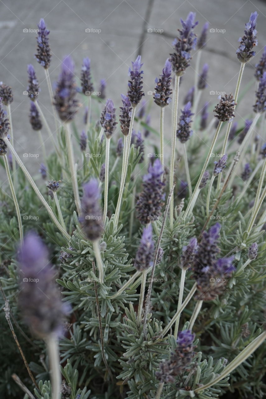 Common Lavender 
Springs 
California Flower