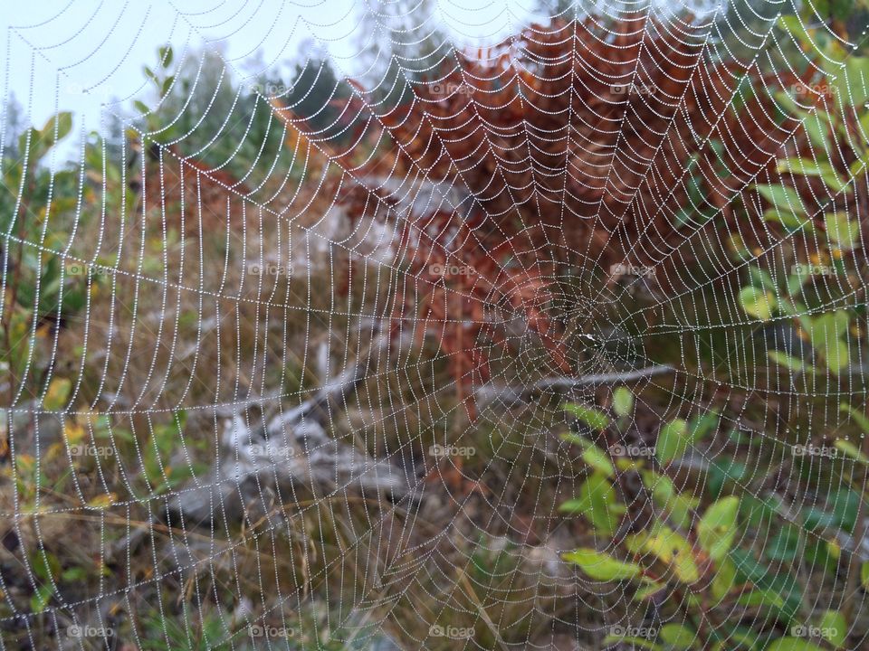 Close-up of spider web