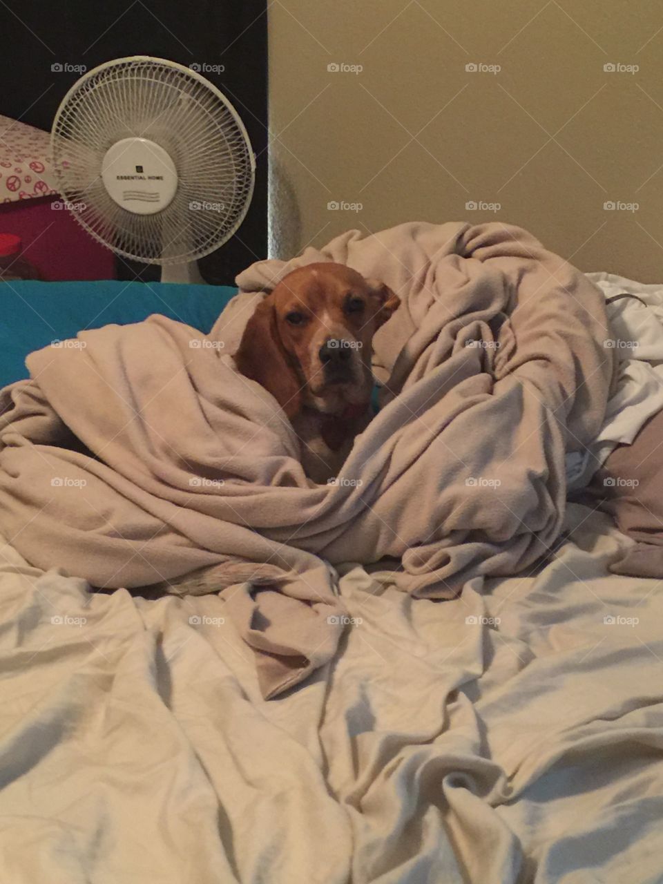 Ginger the bed hog! 