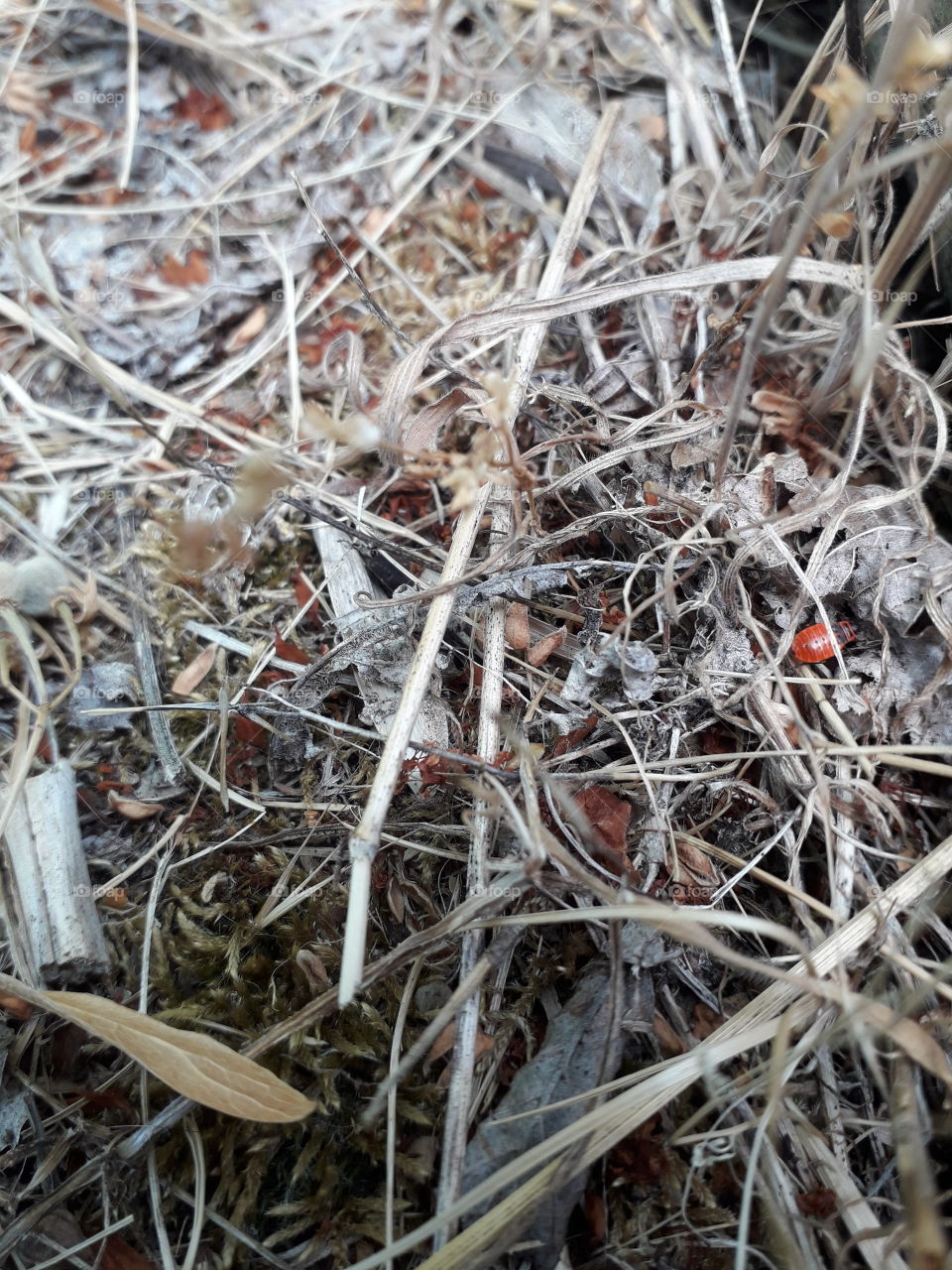 hay twig litle bug insect red brown dry