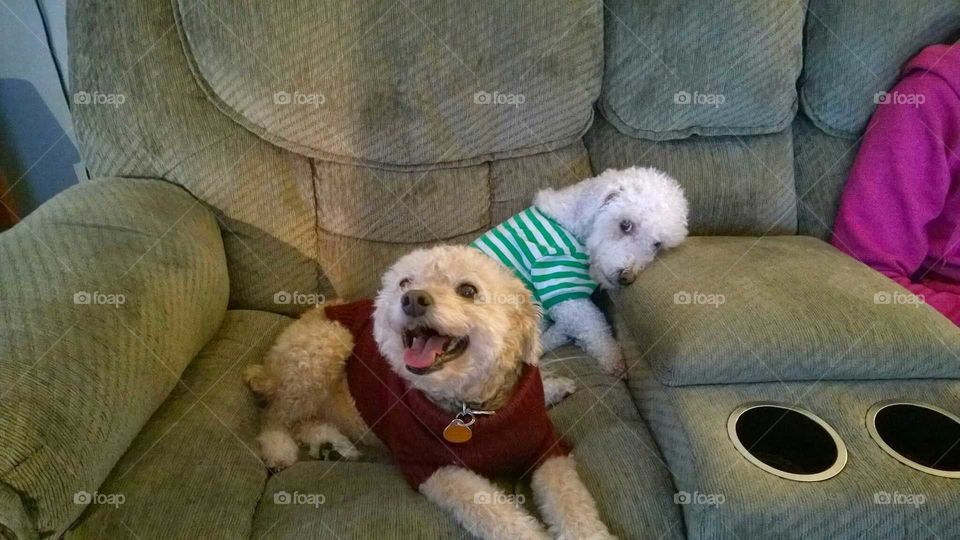 Bichon and Bichon Poo Dogs on Couch