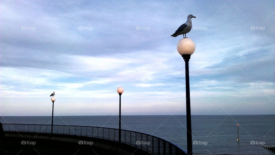 seagulls