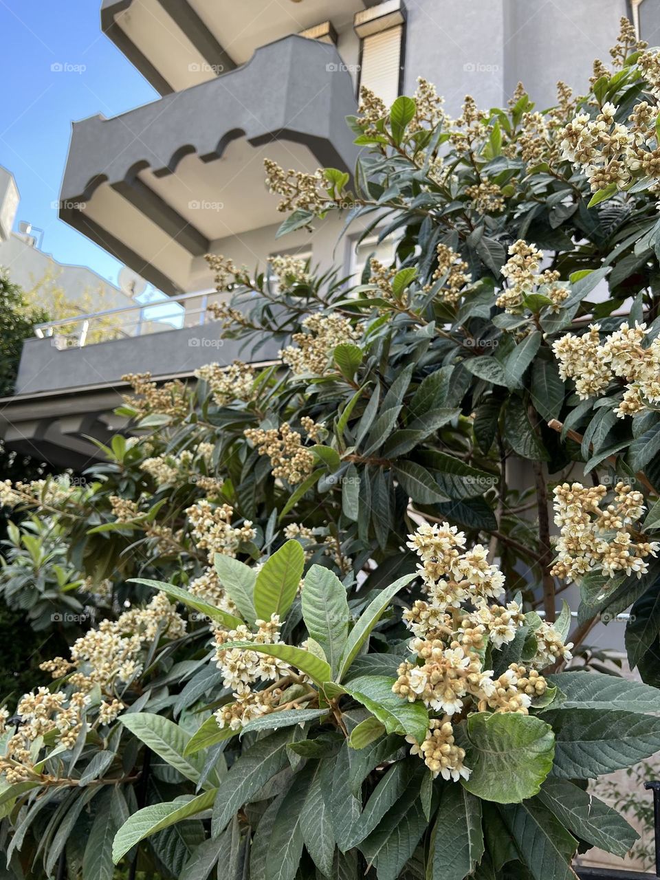 Loquat in bloom