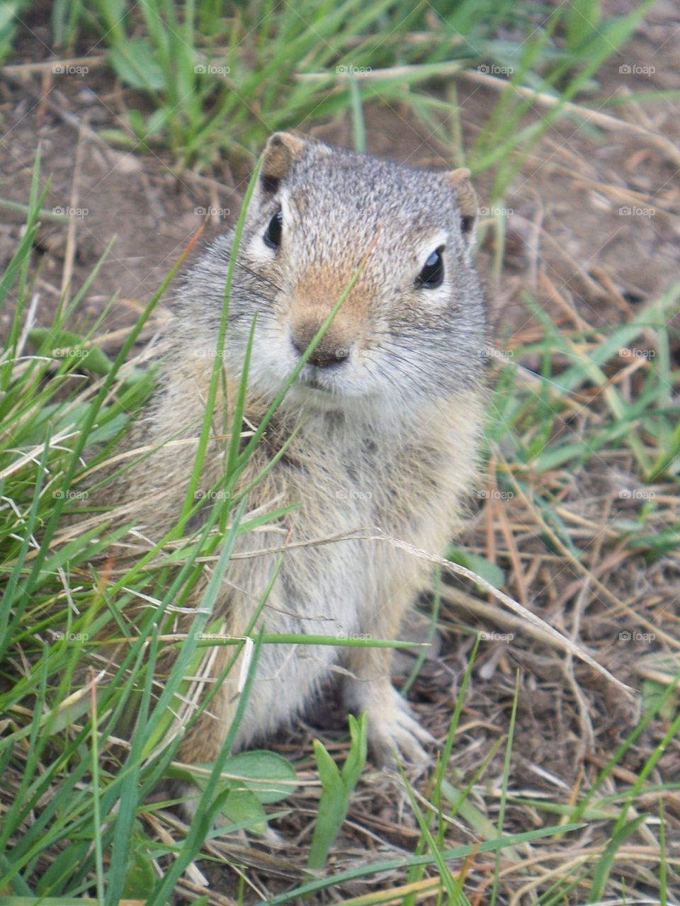 prairie dog