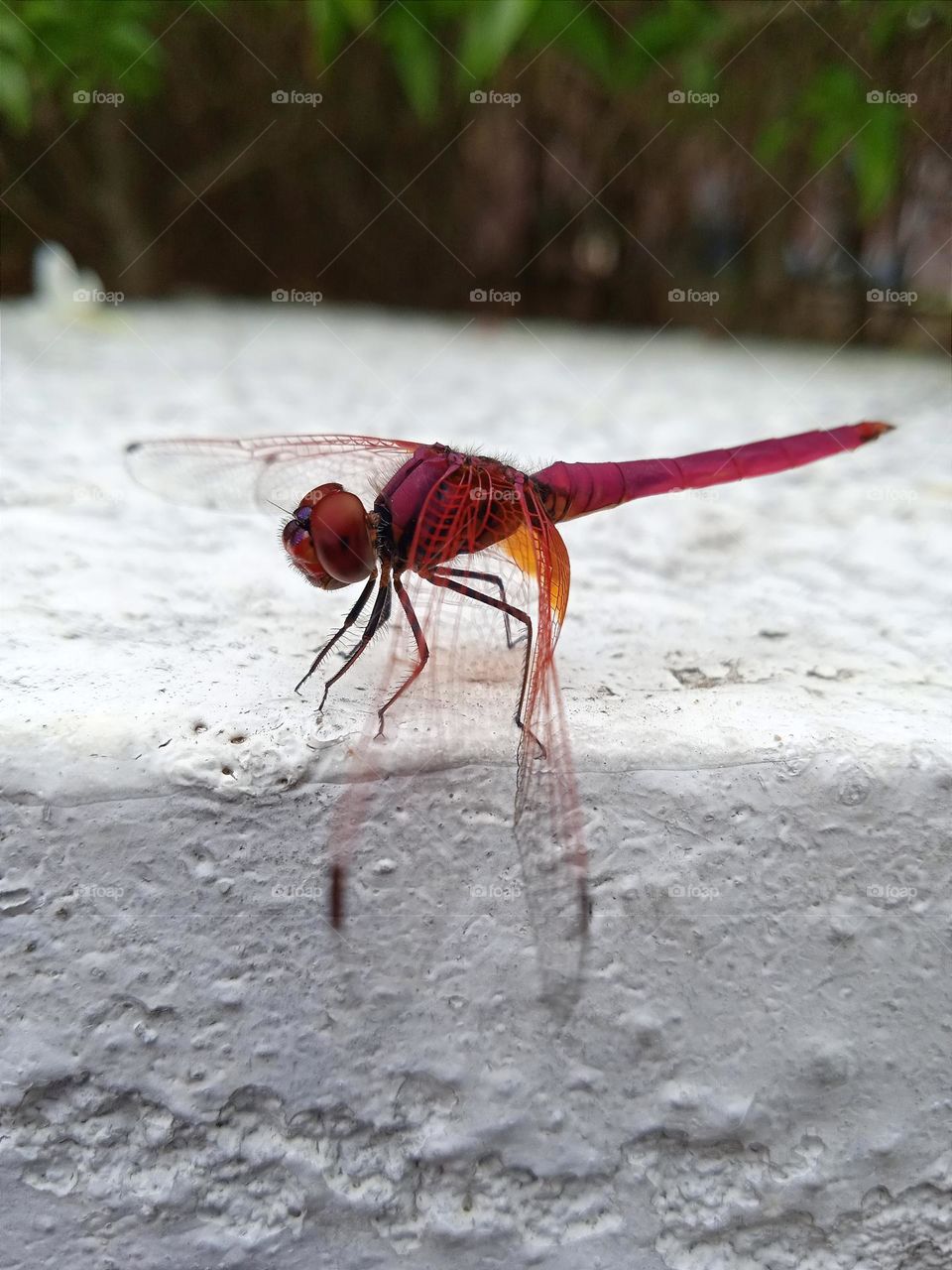 A red dragonfly.