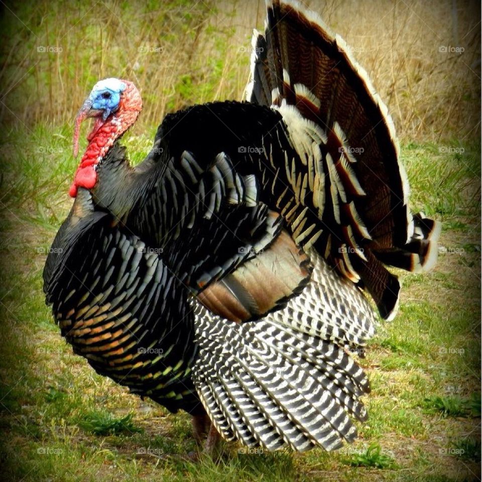 Tom the turkey