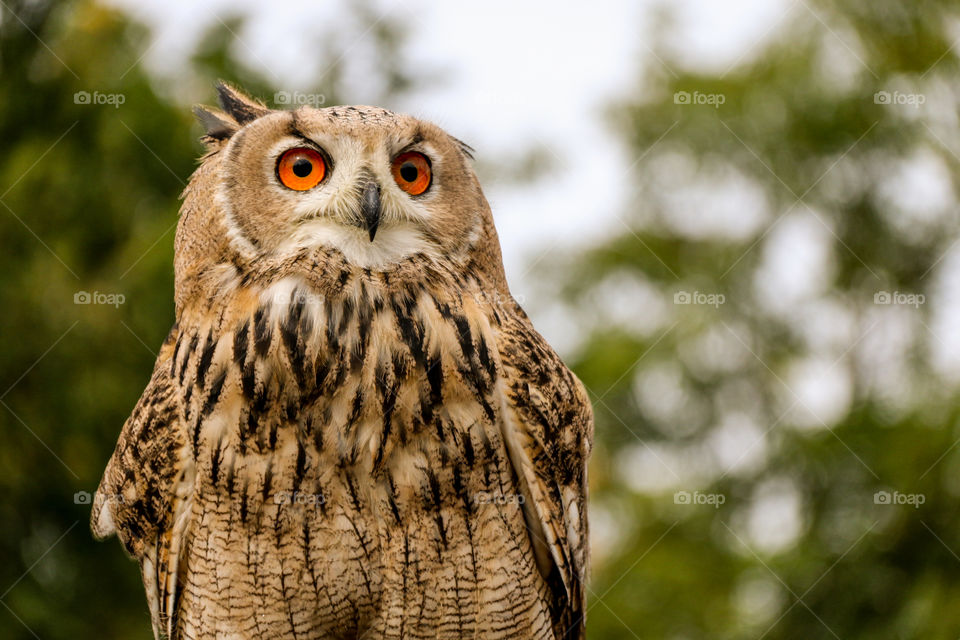 Close-up of owl