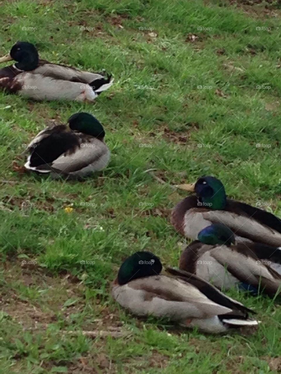 Mallards