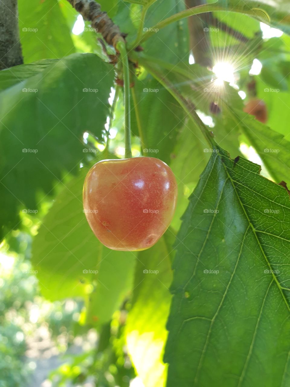 cherry