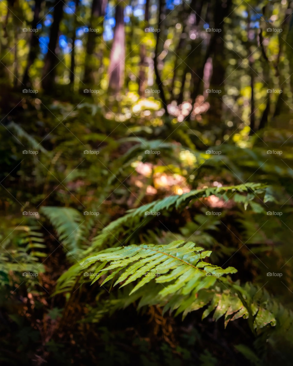 Moody portrait of a fern in a forest