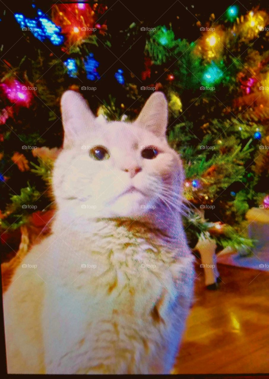 Tabby cat pet sitting in front of Christmas Tree with multicolor lights lit🎄🐾 He's looking as if posing for this photo.