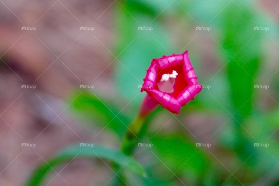 Small red flower 