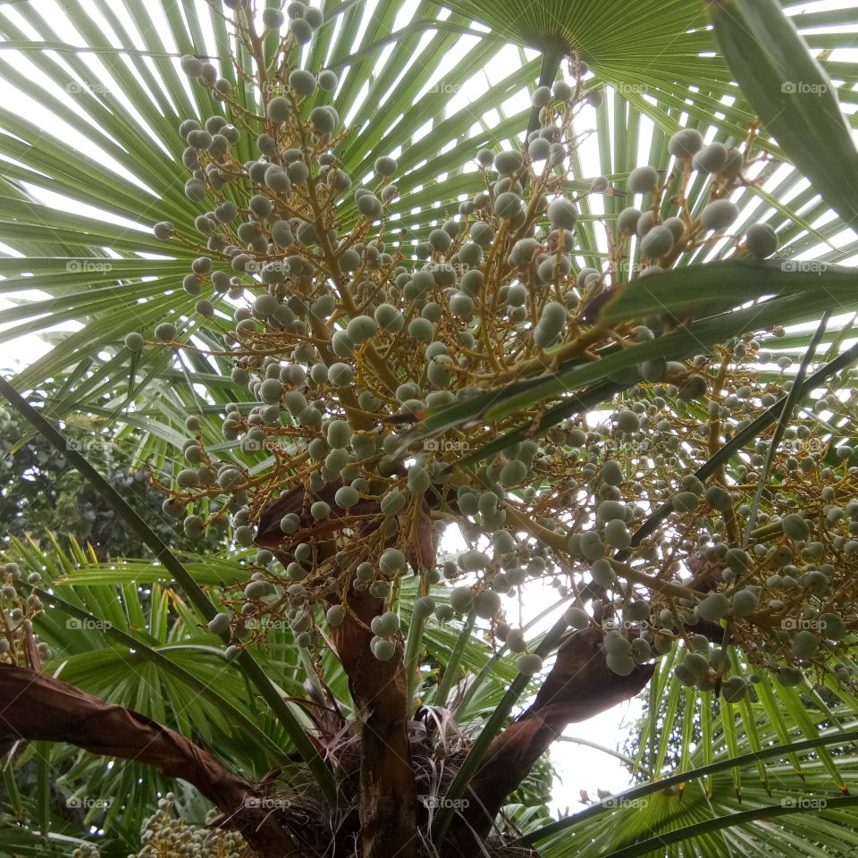 Palm, Tropical, Tree, No Person, Exotic