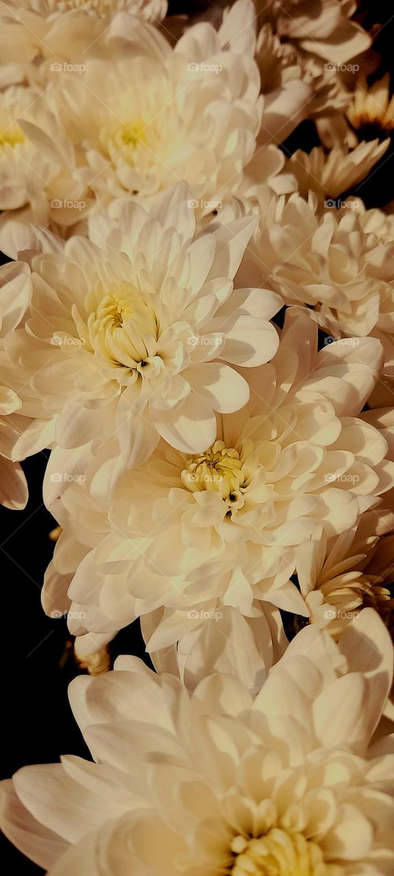 Flowers from a loved one