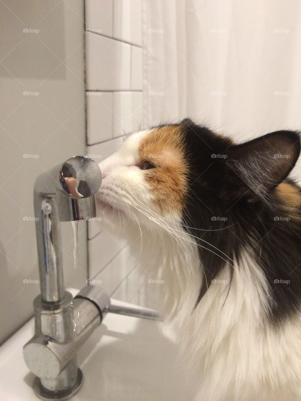 Calico drinking water from sink