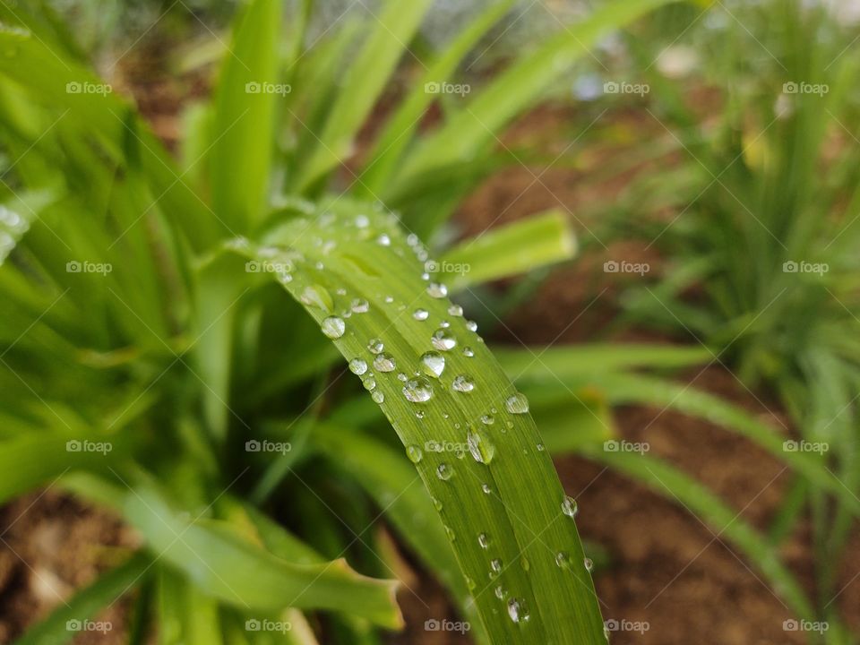 raindrops on the grass