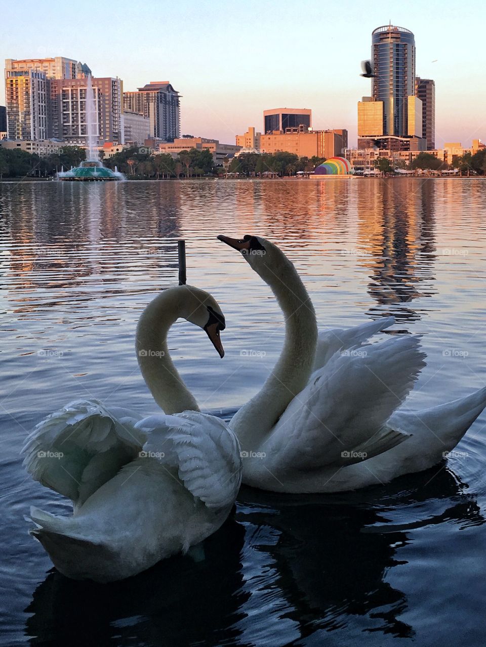 Two swans