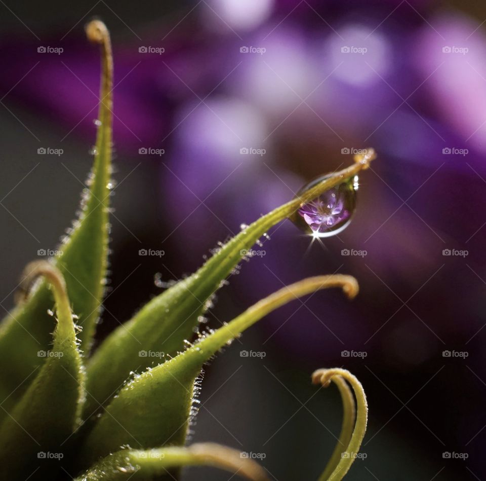 Drop macro water green plant flower violet bokeh background abstract textured close-up