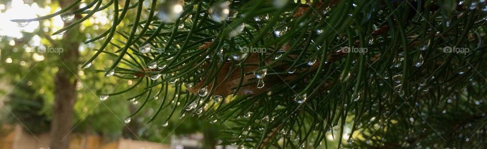 Rain drops hanging off an evergreen tree branch 