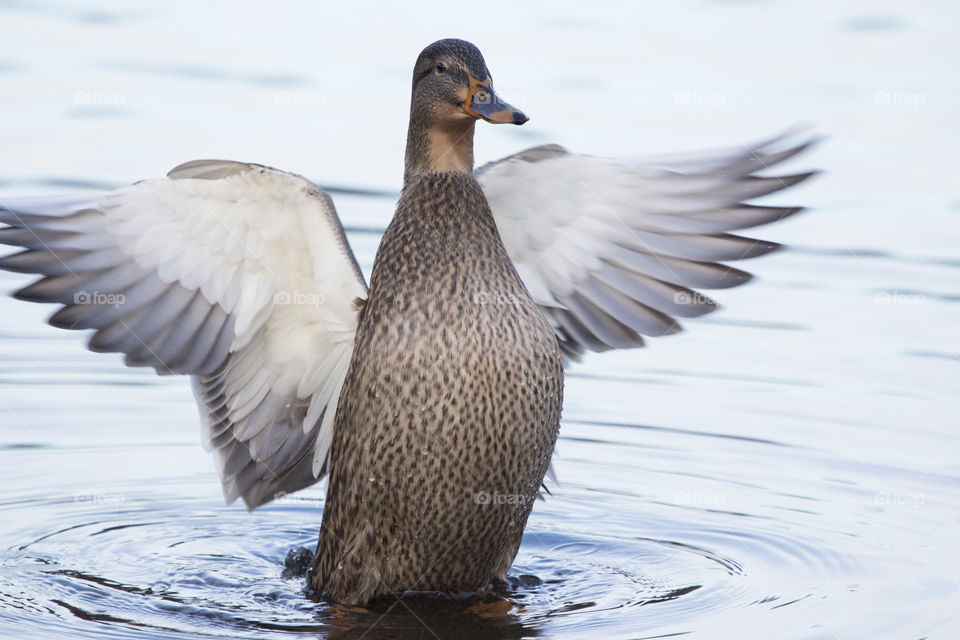 Flapping mallard duck  .
Flaxande anka