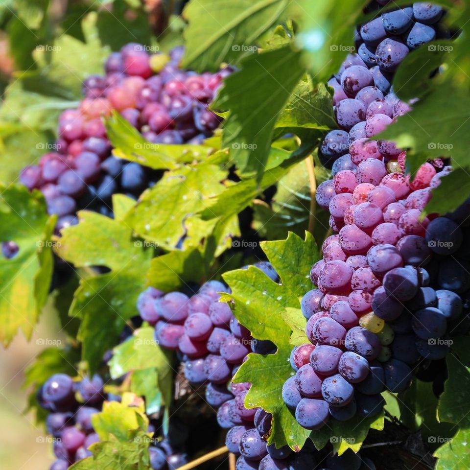 Grapes of Tuscany