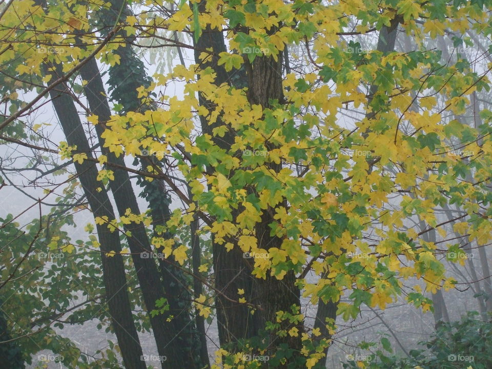 fall along the bank of the creek