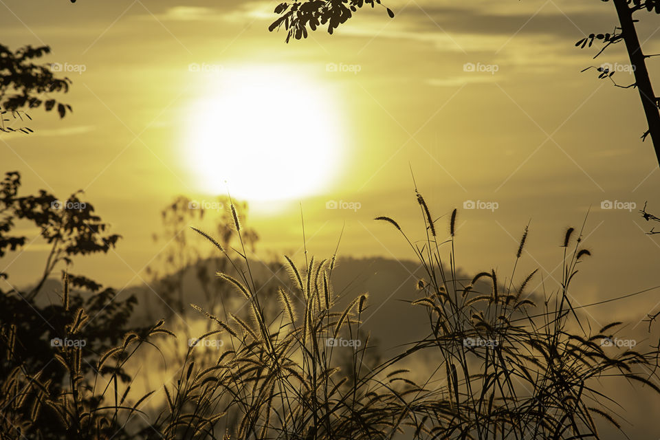 Grass and blurry background image of the sun in the morning.