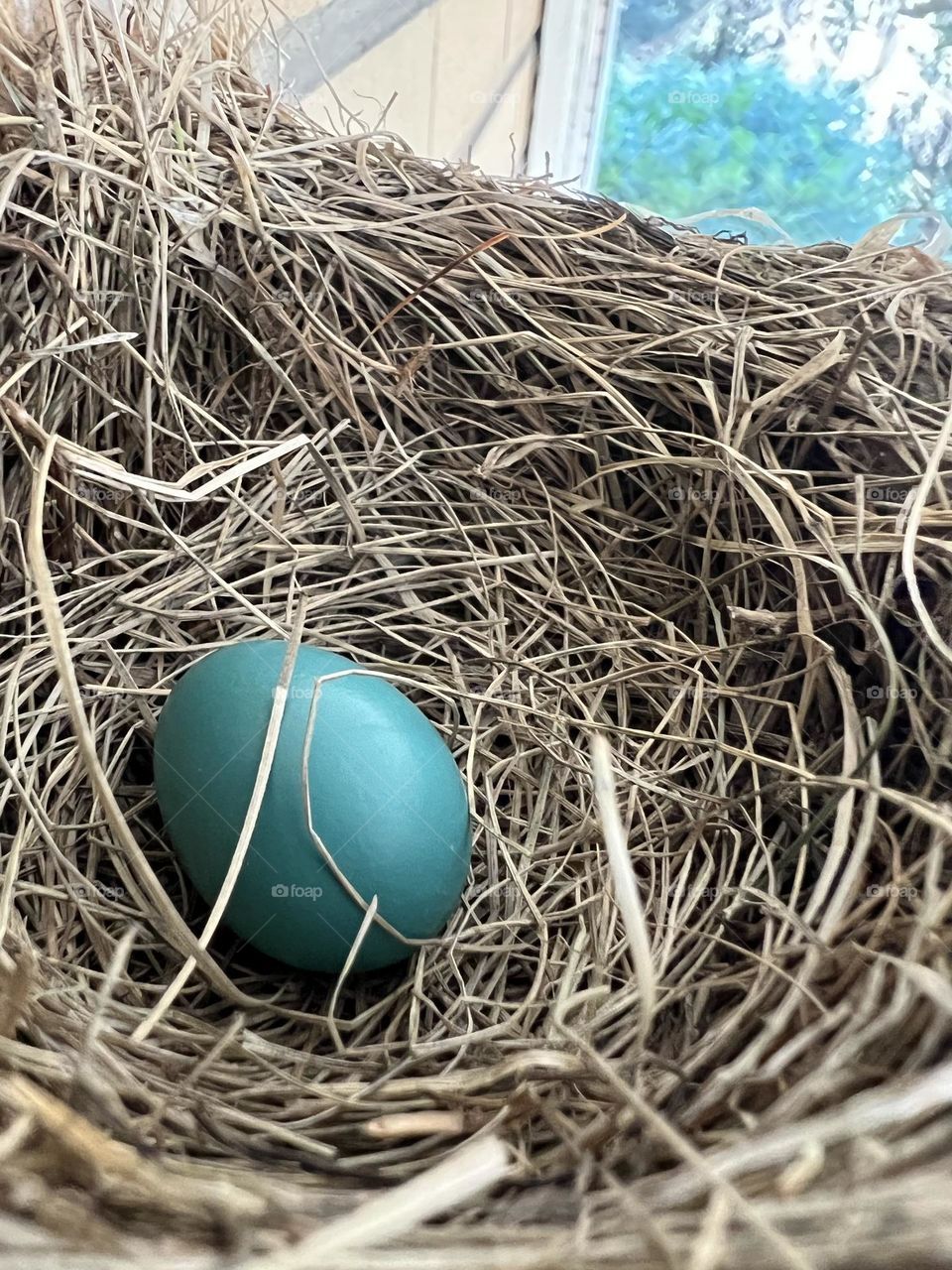 Robin egg 