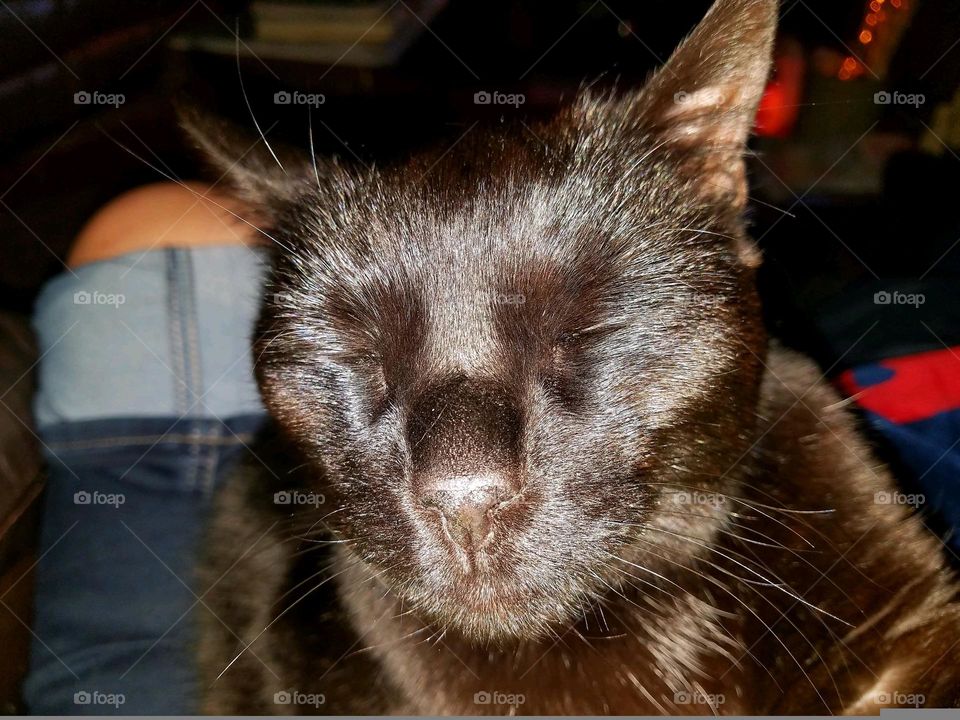 Black cat posing for a photo but with her eyes closed. Light is shining onto her face. Kitty is completely peaceful as you can see.πββ¬