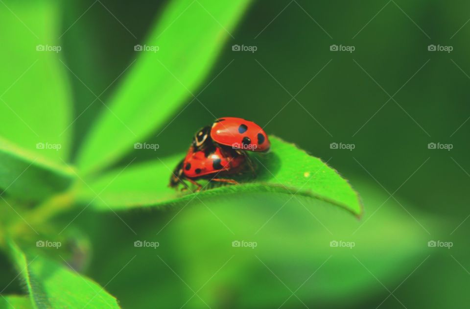 Two beetles on green leaf