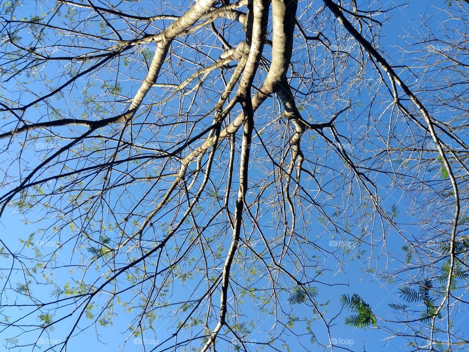galhos de árvore e o céu - tree branches and the sky